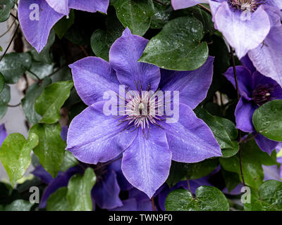 Eine violette Blume Violette Clematis, Clematis Comtesse, Blüten in einem japanischen Garten. Stockfoto