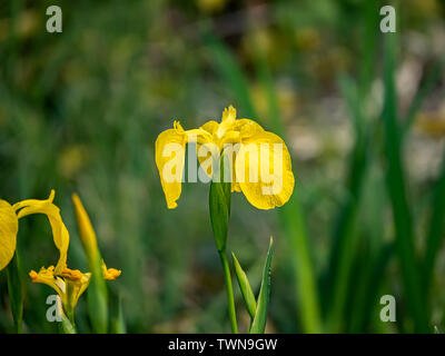 Eine gelbe Iris, Iris pseudoacorus, Blüten in einer Pflanzmaschine Box in einem japanischen Park. Stockfoto