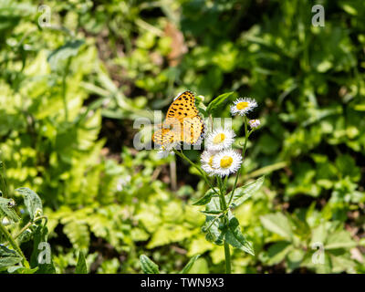 Eine tropische fritillary butterly, ceriagrion hyperbius ruht auf kleinen weißen Gänseblümchen in einem japanischen Park. Stockfoto