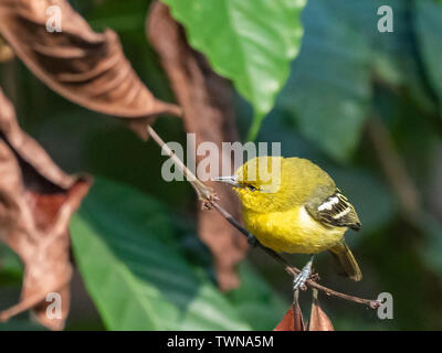 Gemeinsame Iora (Aegithina) Rennen 'multicolor tiphia Stockfoto