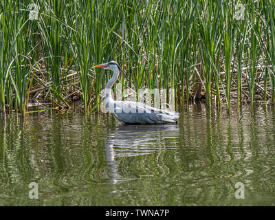 Ein Graureiher Ardea cinerea jouyi, watet durch einen Teich in japanischen Teich. Stockfoto