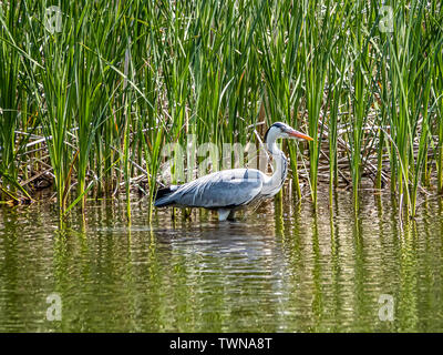 Ein Graureiher Ardea cinerea jouyi, watet durch einen Teich in japanischen Teich. Stockfoto