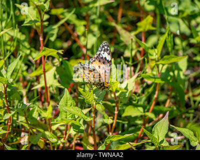 Eine tropische Fritillaryschmetterling, ceriagrion hyperbius, ruht in das Unterholz eines japanischen Park und Wald. Stockfoto