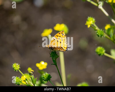 Eine tropische Fritillaryschmetterling, ceriagrion hyperbius, auf gelben Blüten in einem japanischen Park und Wald. Stockfoto