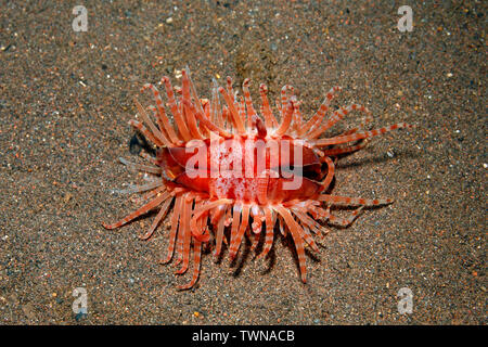 Fragile Datei Shell Limaria Fragilis. Tulamben, Bali, Indonesien. Bali Meer, Indischer Ozean Stockfoto