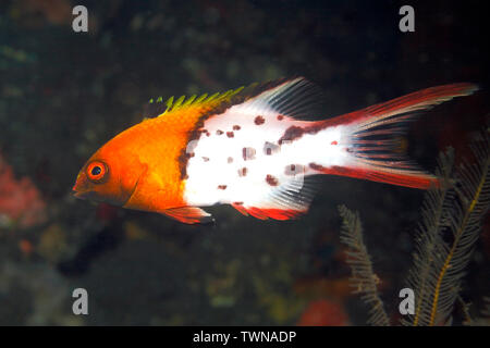 Lyretail Lyretail Hogfish Pigfish oder, Bodianus anthioides. Tulamben, Bali, Indonesien. Bali Sea, Indischer Ozean Stockfoto