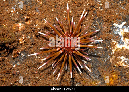 Juvenile Seeigel, entweder Parasalenia gratiosa oder Echinometra mathaei. Tulamben, Bali, Indonesien. Bali Sea, Indischer Ozean Stockfoto