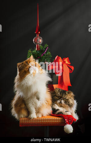 Das neue Jahr geschmückten Baum, den Persischen schöne Katzen und Weihnachten Attribute Stockfoto