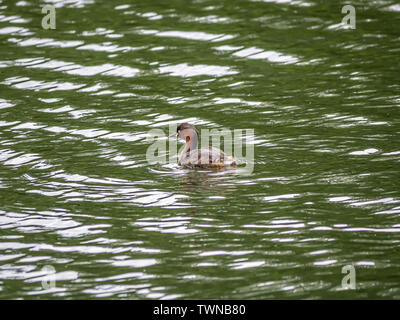 Ein zwergtaucher, tachybaptus ruficollis, schwimmt über Inokashira Teich in Tokio, Japan. Stockfoto