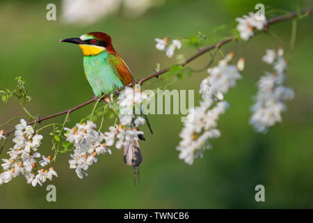 Schönes helles Vogel auf einem Zweig mit Blüten der weißen Acacia Stockfoto