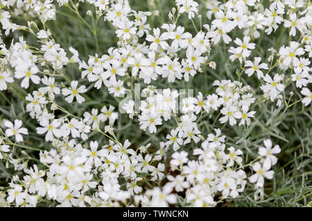 Muster der zarte Kleine weiße Blumen Stockfoto