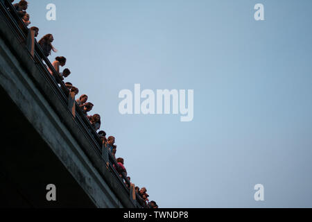 Zuschauer beobachten die Fledermäuse unter der Brücke in Austin, Texas Stockfoto