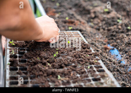 Hand Gärtner Landwirtschaft Sämling von grünen Eichen Salat auf Tablett im Kindergarten Stockfoto
