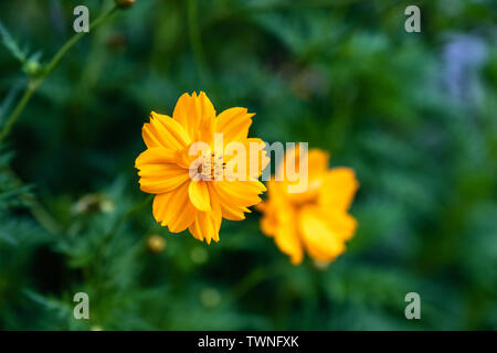 Orange Blossom Kosmos Blume in Green Bush Stockfoto