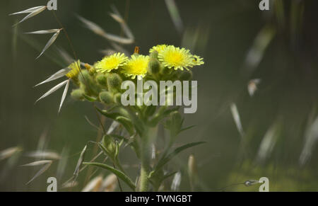 Niederlassung von Senecio in voller Blüte und Hafer Pflanzen in der Mitte der Wiese isoliert Stockfoto