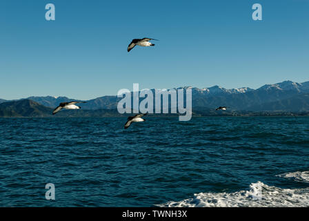 Drei kap Sturmvögel, Daption capense, Kaikour, Neuseeland Stockfoto