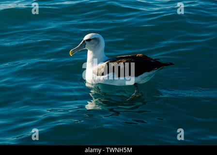 Ein geringerer Albatross, auch als mollymawk bekannt, die auf der Oberfläche der See ruht. Stockfoto