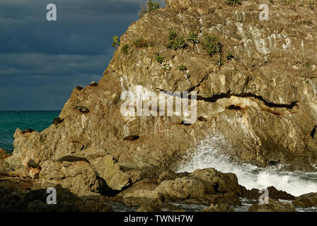 Das Sitzen auf einem heißen Stein, neuseeländische Pelzrobben die Sonne genießen Stockfoto