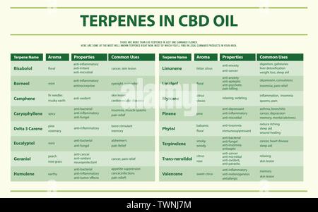 Terpene in CBD Öl horizontale Infografik Abbildung über Cannabis als pflanzliche Alternative Medizin, Gesundheitswesen und medizinische Wissenschaft Vektor. Stock Vektor