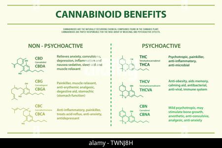 Cannabinoid Vorteile horizontale Infografik Abbildung über Cannabis als pflanzliche Alternative Medizin, Gesundheitswesen und medizinische Wissenschaft Vektor. Stock Vektor