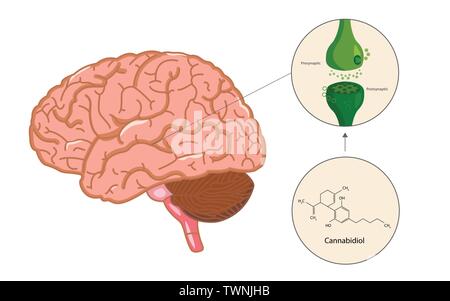 Das Endocannabinoidsystem im Gehirn horizontale Infografik Abbildung über Cannabis als pflanzliche Alternative Medizin, Gesundheitswesen und Medizin. Stock Vektor