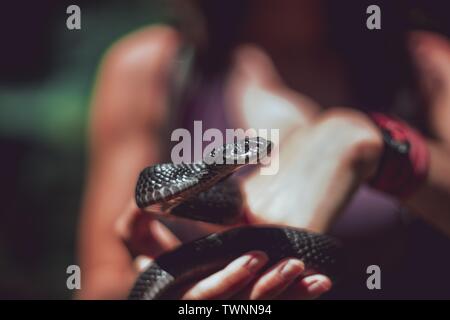 Gefährliche Klapperschlange in den Händen des Weibchens im verschwommenen Hintergrund Stockfoto
