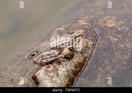 Ein Frosch in einem Teich in Andalusien, Spanien Stockfoto