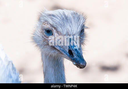 Close up Portrait von Nandu (Rhea) Stockfoto