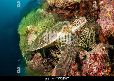 Eine bedrohte Art, grüne Meeresschildkröte, Chelonia mydas, ruht auf gelb Polyp schwarze Korallen im Gordon Rocks, Galapagos Archipel, Ecuador. Stockfoto