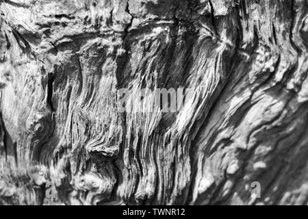 Faule Treibholz organische Textur Hintergrund. Stockfoto
