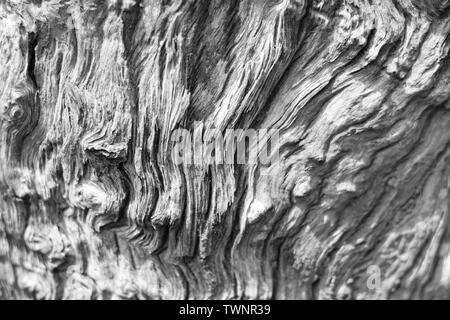 Faule Treibholz organische Textur Hintergrund. Stockfoto