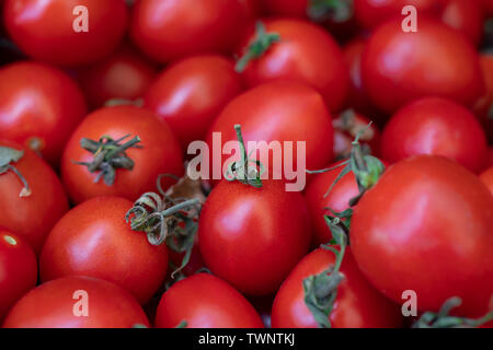 Gruppe von frischen Tomaten. Kleine rote Kirschtomaten Stockfoto