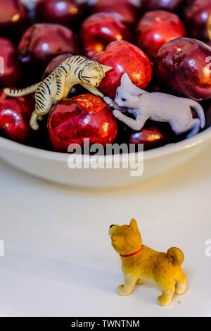 Süßer Hund und Katze spielzeug Anzeige Im Cherry Bowl Stockfoto