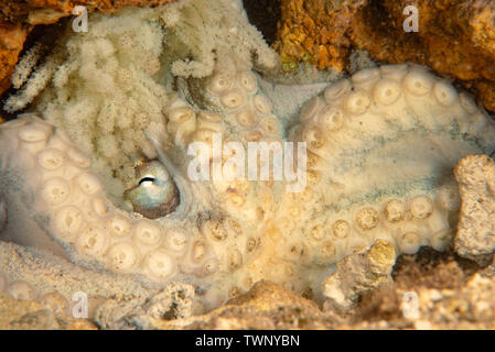 Diese weibliche Tag Octopus, Octopus cyanea, tendenziell zu den Tausenden der Eier, die Sie an die Spitze ihrer Höhle, Hawaii angehängt hat. Stockfoto