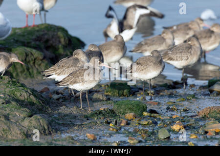 Schwarz-tailed godwits bei Flut Stockfoto