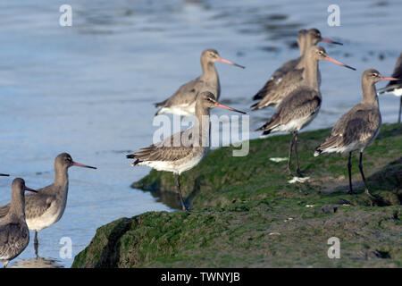 Schwarz-tailed godwits bei Flut Stockfoto