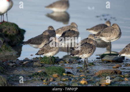 Schwarz-tailed godwits bei Flut Stockfoto