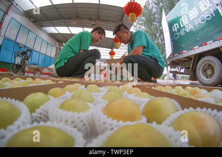 Tangshan, Provinz Hebei Provinz Chinas. Juni, 2019 21. Mitarbeiter von China Post arbeiten zur Lieferung Verfahren auf Niangniangzhuang County im Norden Chinas Zunhua, Provinz Hebei, 21. Juni 2019. In den vergangenen Jahren hat die Chinesische Post Zunhua sub-Niederlassung hat mehrere Maßnahmen zu verzögern, zu verkürzen und die Effizienz zu verbessern, so dass landwirtschaftliche Erzeugnisse, die in der Zeit geliefert werden frische und Steigerung der Einkommen der Landwirte zu halten. Credit: Liu Mancang/Xinhua/Alamy leben Nachrichten Stockfoto