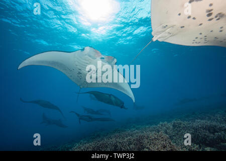 Reef Manta Rochen, Mantas alfredi, Kreuzfahrt über die Untiefen aus Ukumehame in einen passenden Zug, Maui, Hawaii. Die Weibliche führt diese Prozession, gefolgt von Stockfoto