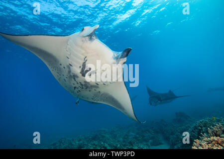 Reef Manta Rochen, Mantas alfredi, Kreuzfahrt über die Untiefen aus Ukumehame in einen passenden Zug, Maui, Hawaii. Das Weibchen ist im Vordergrund und führt Thi Stockfoto