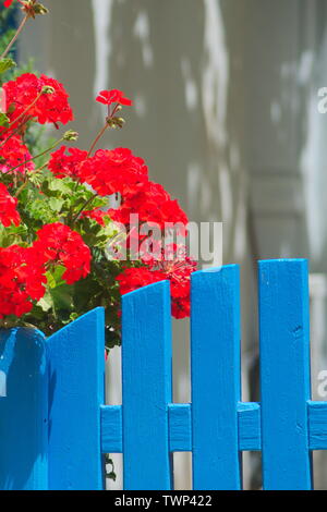 Eine Nahaufnahme eines blau bemalten Gartentores am Eingang zu einem Dorfhaus auf der schönen griechischen Insel Sikinos. Bougainvillea im Hintergrund. Stockfoto