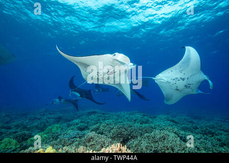 Reef Manta Rochen, Mantas alfredi, Kreuzfahrt über die Untiefen aus Ukumehame in einen passenden Zug, Maui, Hawaii. Die Weibliche führt diese Prozession, während der m Stockfoto