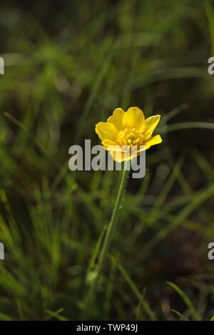 Herbstbutterschale, Goldener Knopf, Ranunculus bullatus Stockfoto