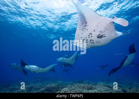 Reef Manta Rochen, Mantas alfredi, Kreuzfahrt über die Untiefen aus Ukumehame in einen passenden Zug, Maui, Hawaii. Die Weibliche führt diese Prozession, gefolgt von Stockfoto