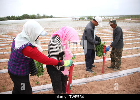 (190622) - YINCHUAN, Juni 22, 2019 (Xinhua) - Landwirte anlage Peperoni in Yanchi County im Nordwesten Chinas autonomen Region Ningxia Hui, 27. Mai 2019. Am südlichen Rand des Maowusu Wüste, Yanchi County war einst Armut und Wüstenbildung litten. Aber nach Jahren der Bemühungen, die Umwelt Es wurde restauriert, und die Grafschaft hat auch der Armut erschüttert. (Xinhua / Xie Xiudong) Stockfoto