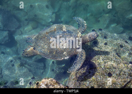 Dieses grüne Meeresschildkröte, Chelonia mydas, eine vom Aussterben bedrohte Spezies, ist Kreuzfahrt nur unter der Oberfläche im Yachthafen Honokohau Hafen auf der grossen Insel von Hawaii. Es i Stockfoto