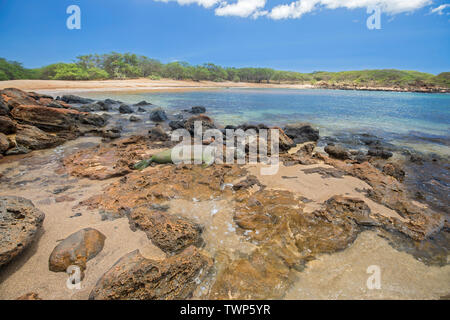 Diese Hawaiianische Mönchsrobbe (Monachus schauinslandi, endemischen und bedrohten) ausgeschaltet ist, ruht auf Molokai Kapukahehu Strand West End, Virginia, United States Stockfoto