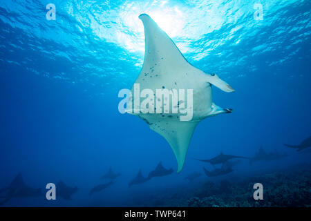 Reef Manta Rochen, Mantas alfredi, Kreuzfahrt über die Untiefen aus Ukumehame in einen passenden Zug, Maui, Hawaii. Das Männliche im Vordergrund fehlt es der Ta Stockfoto