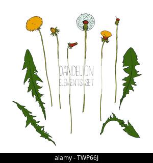 Löwenzahn botanische isolierte Illustration, handgezeichnete Pflanze Stock Vektor