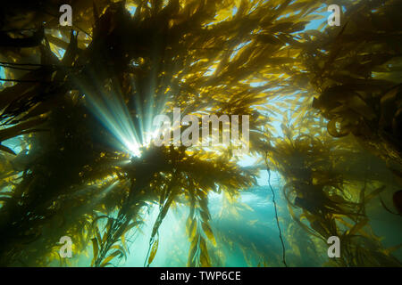 Sonnenlicht, das durch einen Wald von Giant kelp, Macrocystis pyrifera, aus Santa Barbara, Kalifornien, USA. Stockfoto